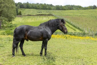 Huculský hřebec, Hucul, malý kůň, pony, tobiano - 5