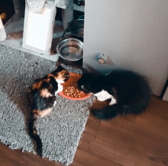 Kříženka Mainské mývalí kočky - 5