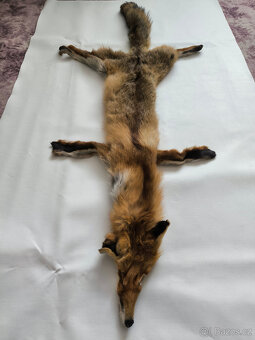 Liška - kůže - 5