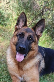 Německý ovčák s PP - 5