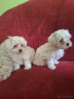 Maltezský psík (štenátka maltezáčka ) - 5