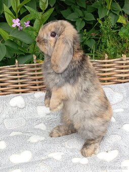 Anglický Zakrslý Beránek MINILOP - 5