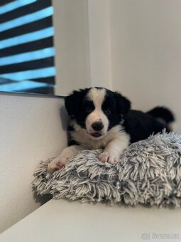 Border kolie bez PP - 5