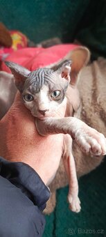 Holčička kanadský sphynx - 5