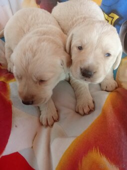 Čistokrevná štěňátka Labradora - 5