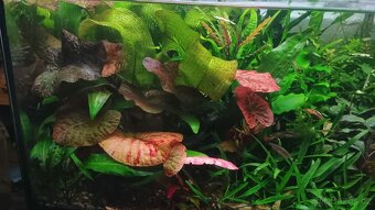 Akvarijní rostliny - 5