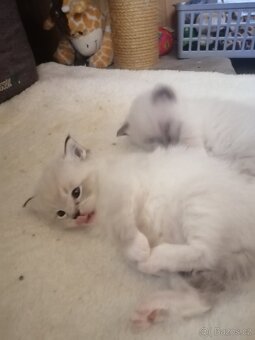 Ragdoll bez PP - 5