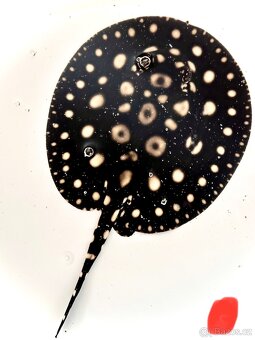 Potamotrygon Black Diamond x Big Spot - 5