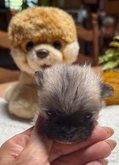 POMERANIAN S PP FCI - 5