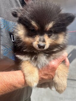 Pomeranian - 5