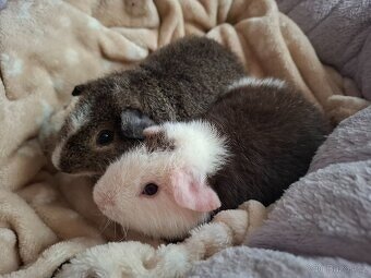 Morče - dva bráškové Americký Crested Teddy Bear - 5