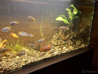 prodám tlamovce - 5