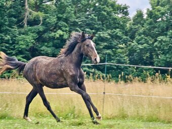 Lusitano klisna nar. 5/2024 - 5