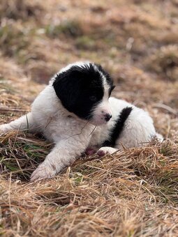 Landseer - 5