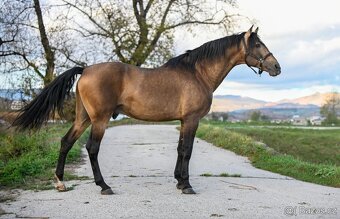 Připouštení P.R.E. hřebcem - inseminačně - 5