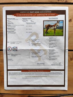 Roční kobylka Paint horse overo - 5