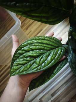 Monstera Karstenianum ( Peru ) č.1 - 5