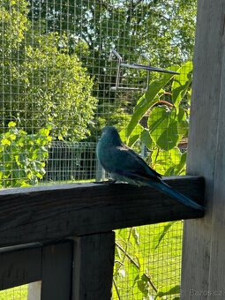 Kakariki - 5