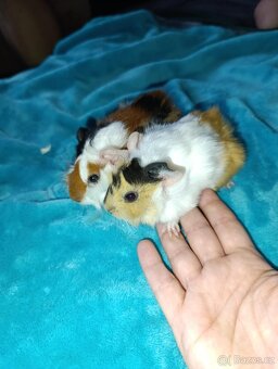 Samičky morčátka - 5