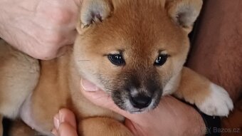 shiba inu - 5