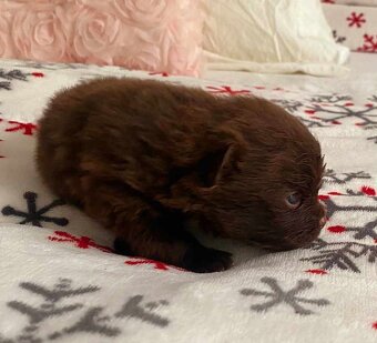 Pomeranian Edward Dogs Dream Pom Kennel - 5