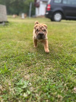 Sharpei , šarpej - 5