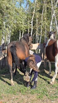 Huculská klisna, hucul, Tobiano, pony, malý kůň - 5
