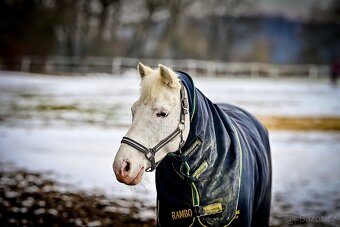 Sportovní pony kategorie B - 5