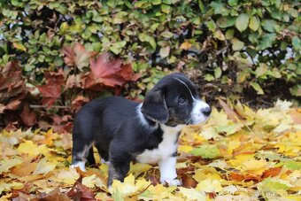 Welsh corgi cardigan s PP- posledni pejsek volný - 5
