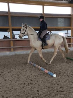 Tříletý Kinský valach - 5