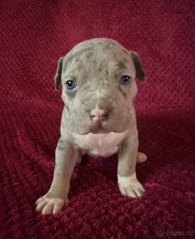 Prodej šťeňat American Bully Teplice - 5