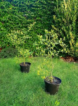 Poncirus  Trifoliata, Citronečník trojlistý, stromky SLEVA - 5