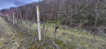 Prodej vinice ve Starovicích u Hustopečí - 5