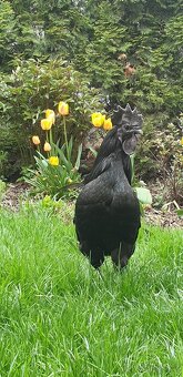 Kuřata Ayam Cemani - 5