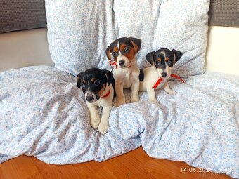 Jack Russell - 5
