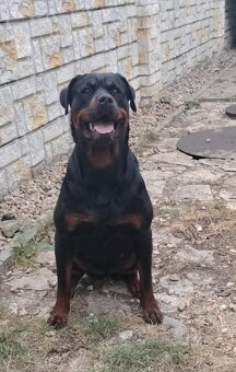 Šteniatka Rottweilera,Rottweiler, Rotvajler, Rottweiler s PP - 5