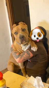 Nabízím krytí – American Bully XL - 5