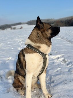 Nabízím krytí – Americká akita (pes) - 5