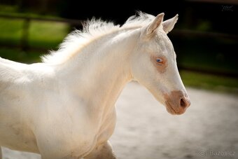 Cremello klisnička s odznaky s reining/cutting původem - 5
