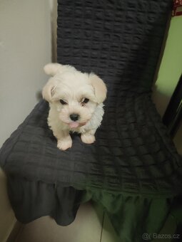 Maltézský psík mini - 5