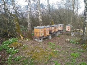 včely, oddělky, včelí matky, přezimovaná včelstva - 5