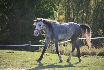 4letá pony klisna, prodej či bezplatný pronájem - 5