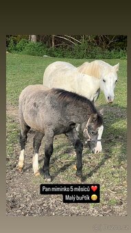 Hřebeček WELSH MOUNTAIN PONY (A) - 5