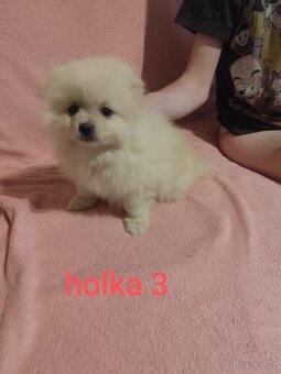 Špic pomeranian štěňátka - 5