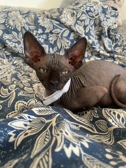 Kočičky Sphynx - 5