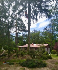 Rizikové kácení stromů - 5