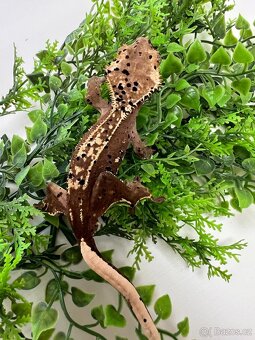 Pagekon řasnatý- Correlophus ciliatus - 5