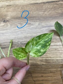 Epipremnum aureum - zakořeněné řízky - 5