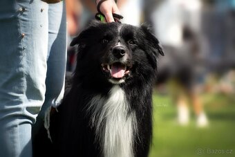 Australský ovčák - Krytí chovným psem - 5