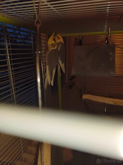 Velká klec + dvě Korely - 5